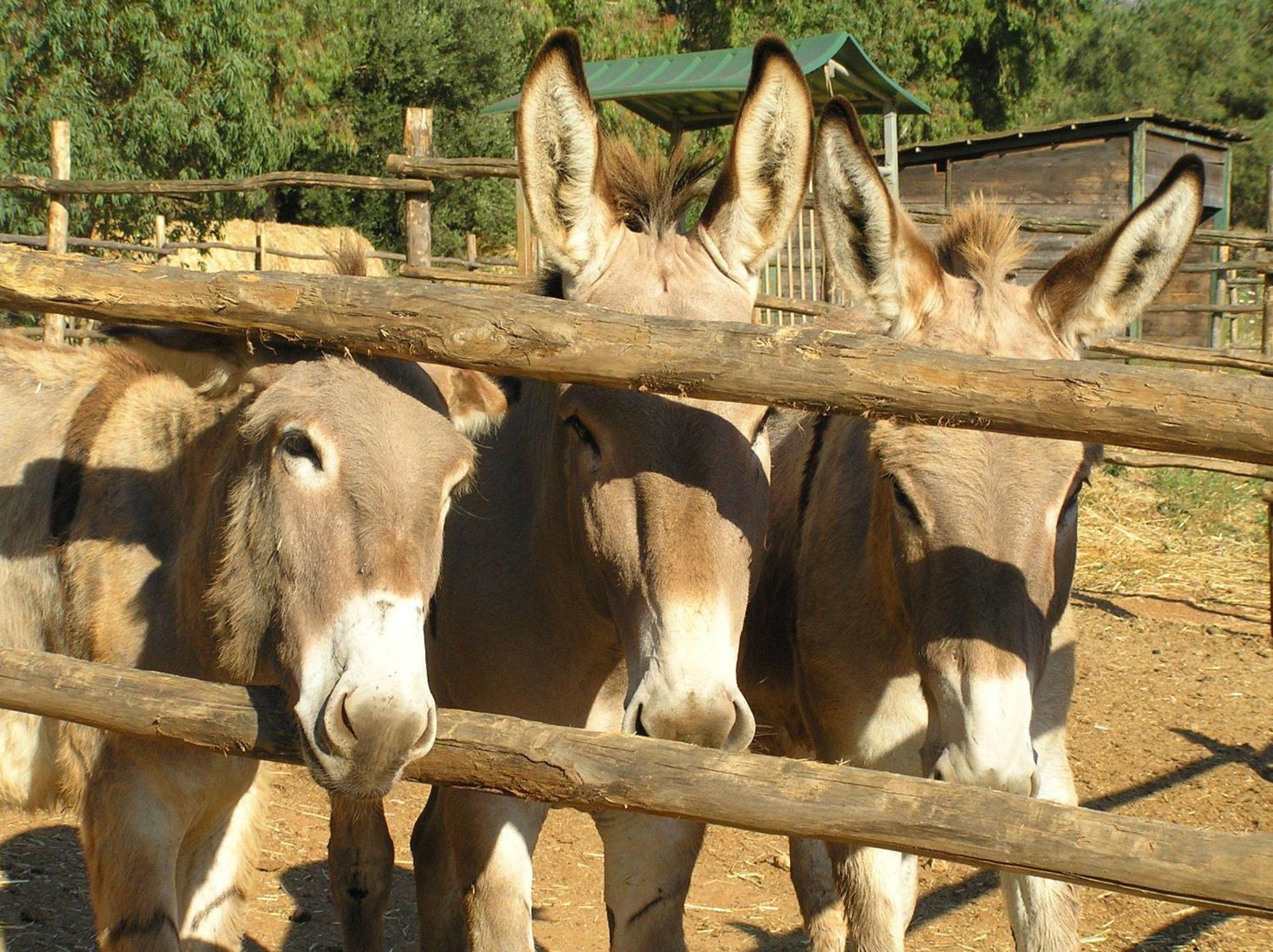 Agriturismo Grazia Orbetello Eksteriør bilde