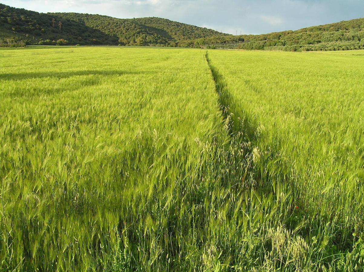 Agriturismo Grazia Orbetello Eksteriør bilde